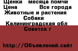 Щенки 4 месяца-помчи › Цена ­ 5 000 - Все города Животные и растения » Собаки   . Калининградская обл.,Советск г.